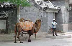 Camel Outside Beijing Jade Factory