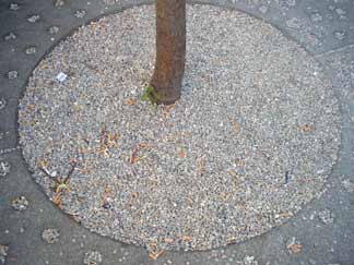Cigarette Butts Around Planting