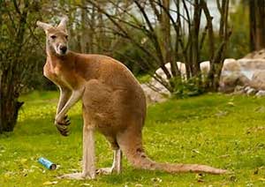 Kangaroo with Can