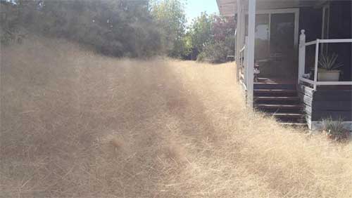 Large tumbleweeds sweep through neighborhood, cover houses