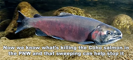 SalmonImage